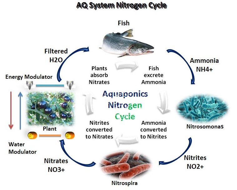 AQ-System-Nitrogen-Cycle