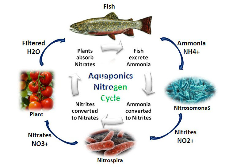 Aquaponics-Nitrogen-Cycle